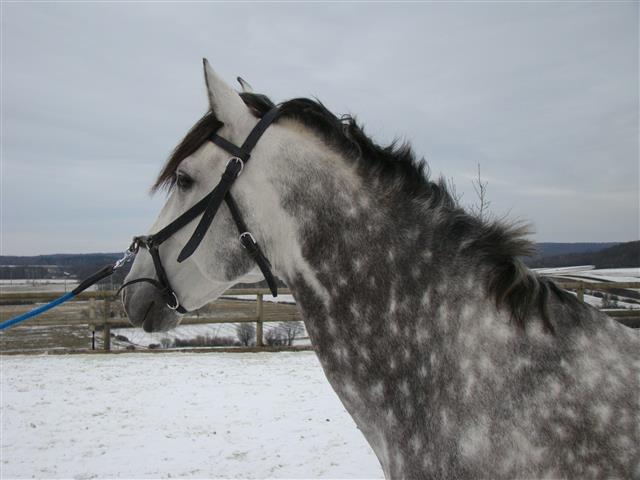 lesecuries_dsc01969_chevaux.jpg