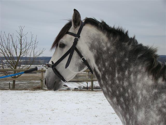 lesecuries_dsc01971_chevaux.jpg