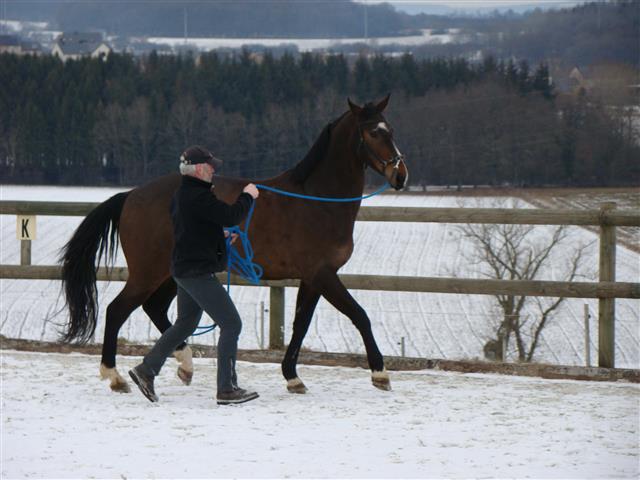 lesecuries_dsc01989_chevaux.jpg