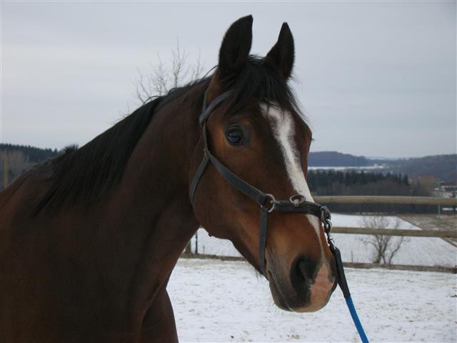 lesecuries_dsc02006_chevaux.jpg