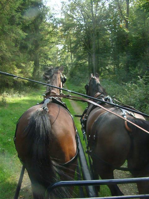 lesecuries_dsc03432_chevaux.jpg