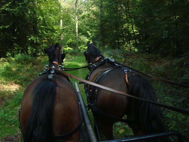 lesecuries_dsc03435_chevaux.jpg