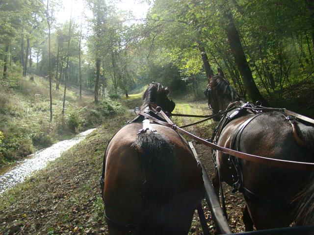 lesecuries_dsc03456_chevaux.jpg