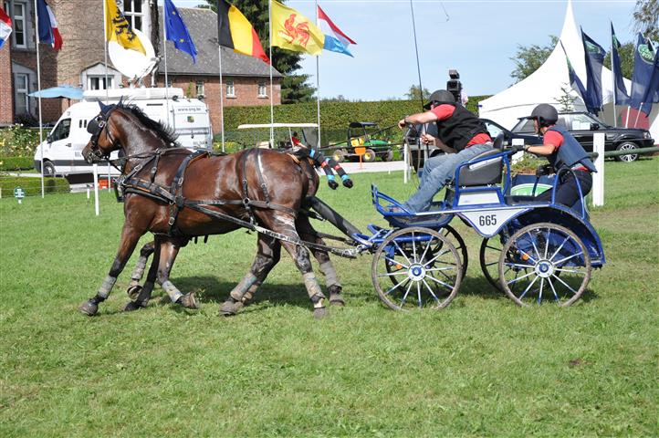lesecuries_dsc_0456_chevaux.jpg