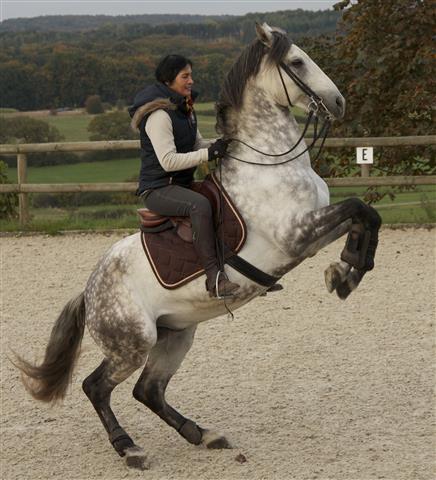 lesecuries_img_1525_chevaux.jpg