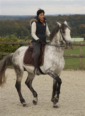 lesecuries_img_1551_chevaux.jpg