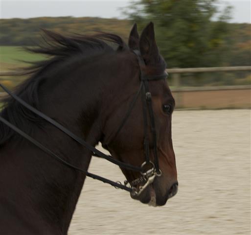 lesecuries_img_1562_chevaux.jpg